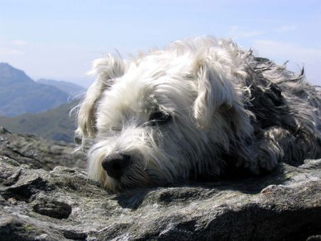 West Highland White Terrier Schottland ich komme