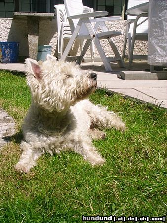 West Highland White Terrier Hunde Foto 11528 West Highland White Terrier Shiva ganz eingebildet.......