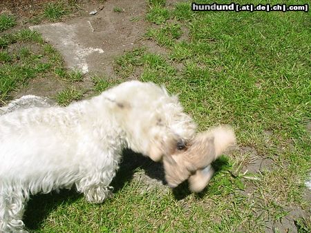 West Highland White Terrier Hunde Foto 11530 West Highland White Terrier Jetzt wird kräftig geschüttelt!