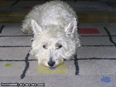 West Highland White Terrier Hunde Foto 11491 West Highland White Terrier Shiva ganz neugierig.............