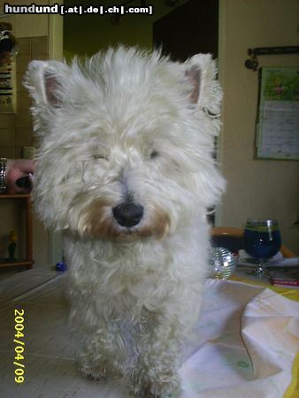 West Highland White Terrier Hunde Foto 11492 West Highland White Terrier Puh, Shiva frisch gekämmt