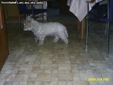 West Highland White Terrier Hunde Foto 11493 West Highland White Terrier Taps, taps