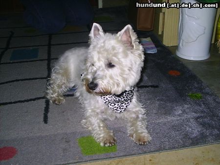 West Highland White Terrier Hunde Foto 11494 West Highland White Terrier Shiva frisch getrimmt