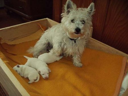 West Highland White Terrier Hunde Foto 30844 West Highland White Terrier Spike 1 Woche alt