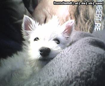 West Highland White Terrier Hunde Foto 11213 West Highland White Terrier da hier ist unser spikey - 11wochen alt!
