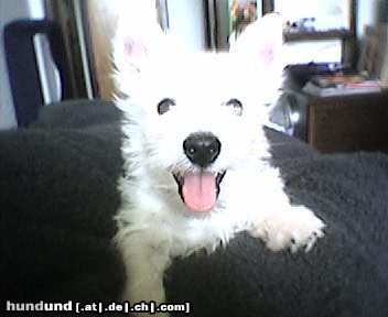 West Highland White Terrier Hunde Foto 11497 West Highland White Terrier