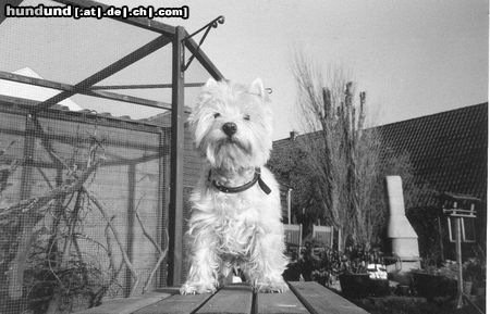 West Highland White Terrier Hunde Foto 4276 West Highland White Terrier Unsere Spoekie 16 jahre alt