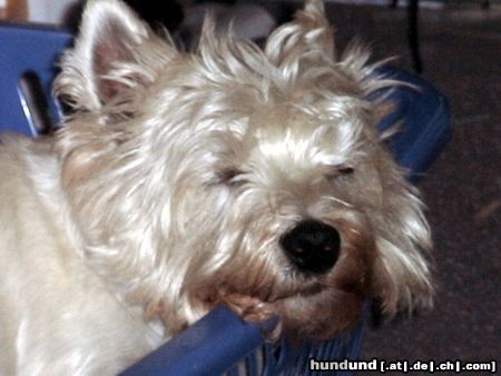 West Highland White Terrier Hunde Foto 3335 West Highland White Terrier unser Hund Tammy