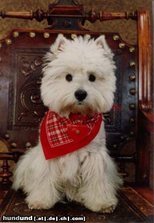 West Highland White Terrier Hunde Foto 17601 in höherer Auflösung ansehen West Highland White Terrier Ulli Snow-Star