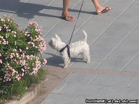 West Highland White Terrier Hunde Foto 23144 in höherer Auflösung ansehen West Highland White Terrier in Spanien (Marbella)