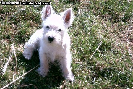 West Highland White Terrier Hunde Foto 3182 West Highland White Terrier Tippsi im Garten (4 Monate alt)