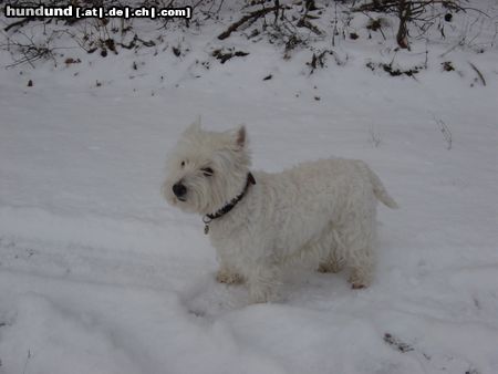 West Highland White Terrier Hunde Foto 18769 West Highland White Terrier Weiss wie Schnee!