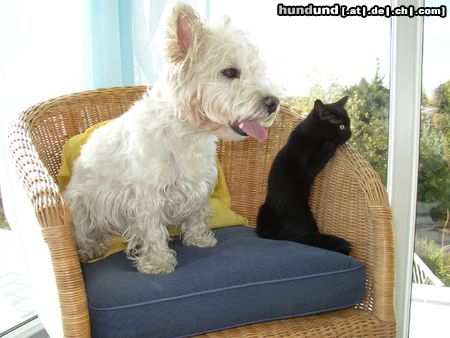 West Highland White Terrier Hunde Foto 8312 West Highland White Terrier Xania mit Ronja - Nachbar's Katze