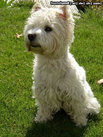 West Highland White Terrier Hunde Foto 8311 West Highland White Terrier Xania vom Windhof im Garten