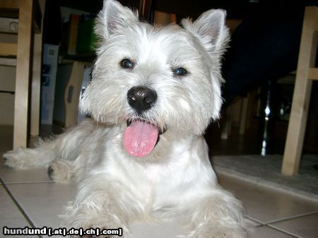 West Highland White Terrier Hunde Foto 11193 West Highland White Terrier Zorro der Schreckliche