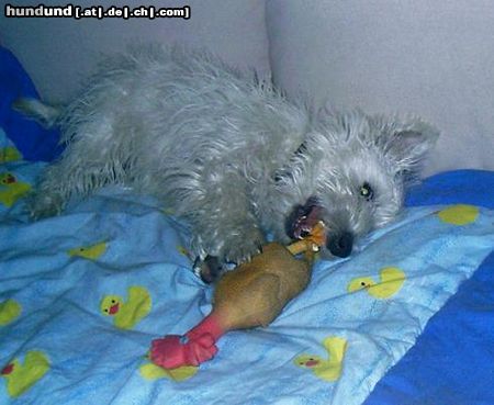 West Highland White Terrier