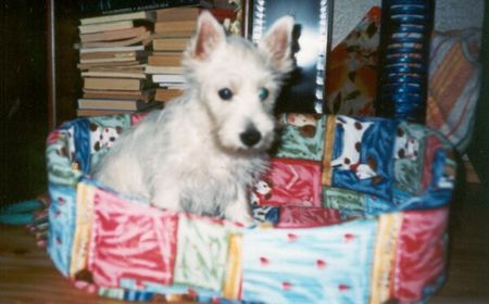 West Highland White Terrier Hunde Foto 2591 West Highland White Terrier Main Westie
