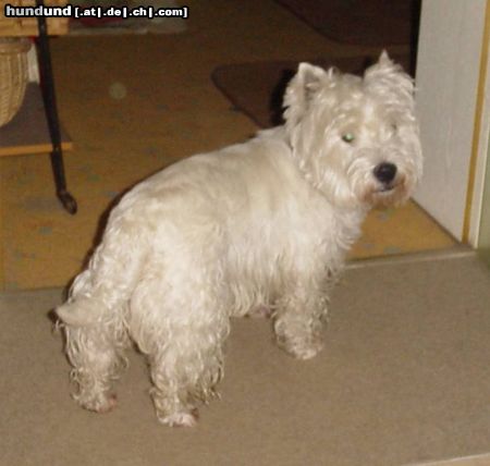 West Highland White Terrier Hunde Foto 18837 West Highland White Terrier Ayen aus Goldbach