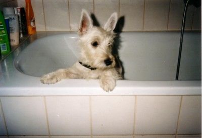 West Highland White Terrier Hunde Foto 2180 West Highland White Terrier Bella
