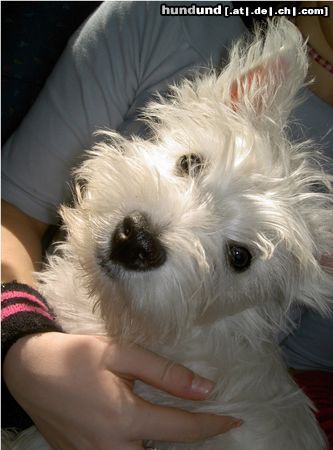 West Highland White Terrier Hunde Foto 7794 West Highland White Terrier