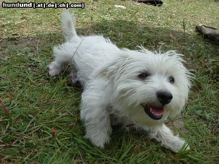 West Highland White Terrier Molly (Westie-Malteser-Mix) 4 Monate alt