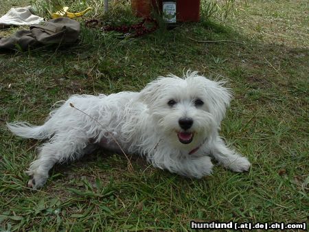 West Highland White Terrier Hunde Foto 13840 West Highland White Terrier nochmal Molly :)