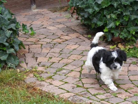 West Highland White Terrier Hunde Foto 34241 West Highland White Terrier mein Papa ist ein Westi ich bin im Juli geboren