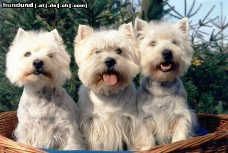 West Highland White Terrier Hunde Foto 17366 in höherer Auflösung ansehen West Highland White Terrier Drei Mäderl Korb