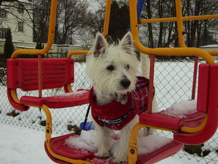 West Highland White Terrier Hunde Foto 27240 in höherer Auflösung ansehen West Highland White Terrier