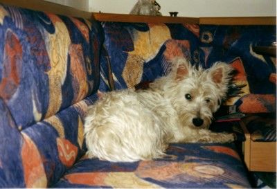 West Highland White Terrier Hunde Foto 2171 West Highland White Terrier Das ist unser Liebling