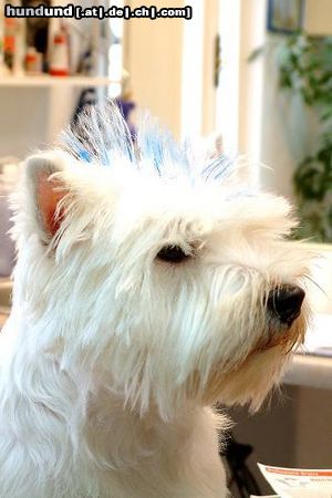West Highland White Terrier Hunde Foto 9405 West Highland White Terrier Geza