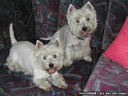 West Highland White Terrier Hunde Foto 6105 West Highland White Terrier in Pose