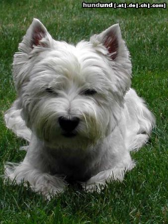 West Highland White Terrier Hunde Foto 6103 West Highland White Terrier Gio beim Fotoshooting