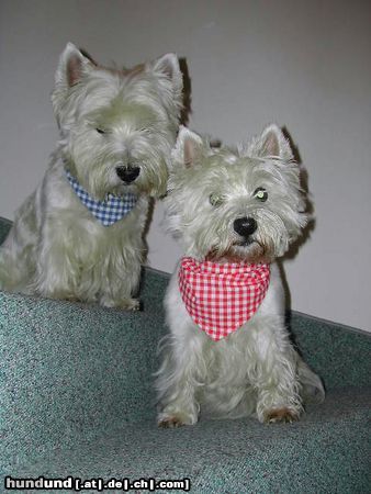 West Highland White Terrier Hunde Foto 10369 West Highland White Terrier unsre maus beim sonnen