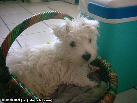 West Highland White Terrier Hunde Foto 5645 West Highland White Terrier Kennys Lieblingsplatz. Der Einkaufskorb