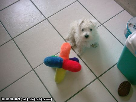 West Highland White Terrier Hunde Foto 5646 West Highland White Terrier Oje, bin ich klein!!!!
