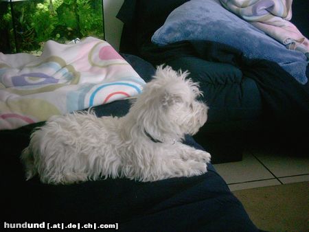 West Highland White Terrier Hunde Foto 5636 West Highland White Terrier Ich bin Kenny uns 14 Wochen alt