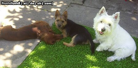 West Highland White Terrier Hunde Foto 22936 West Highland White Terrier Mozart und Dingo haben Dackelbesuch