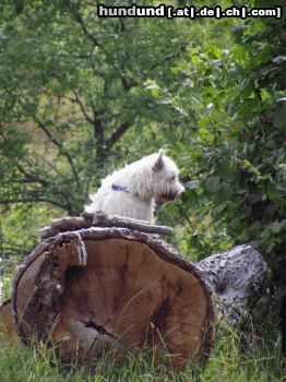 West Highland White Terrier Hunde Foto 10268 West Highland White Terrier ingo