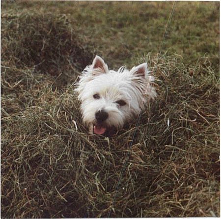 West Highland White Terrier Hunde Foto 1434 West Highland White Terrier Quini von Dorada