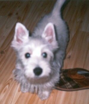 West Highland White Terrier Hunde Foto 2592 West Highland White Terrier Main Westie Jay