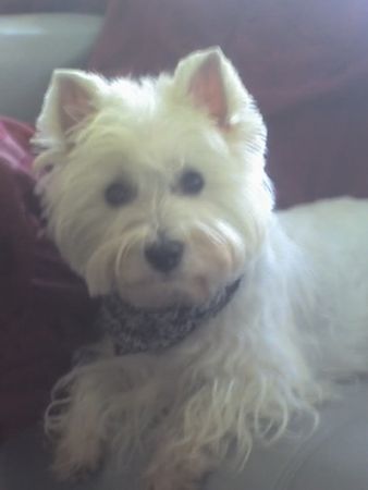 West Highland White Terrier Unsere Mulle