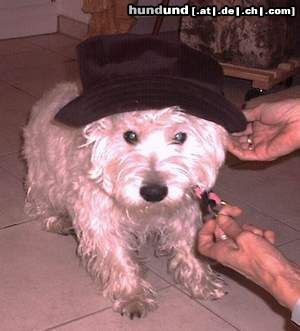 West Highland White Terrier Hunde Foto 2762 West Highland White Terrier Das ist mein bester Freund
