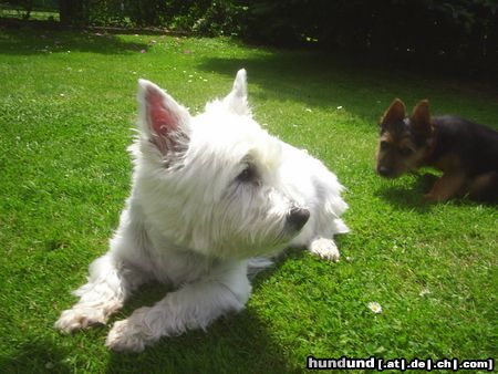 West Highland White Terrier Hunde Foto 22862 West Highland White Terrier Mozart