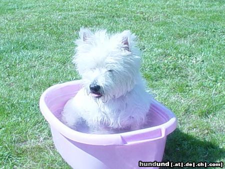 West Highland White Terrier Hunde Foto 12307 West Highland White Terrier Einfach süss!
