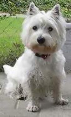 West Highland White Terrier Kisha, geb. 8.12.99
