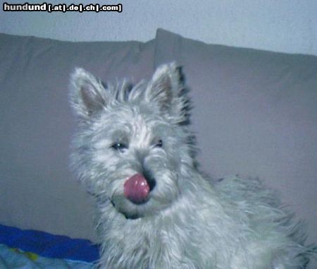 West Highland White Terrier Hunde Foto 10514 West Highland White Terrier Ashley