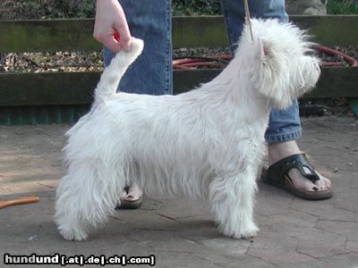 West Highland White Terrier Hunde Foto 16626 West Highland White Terrier ..unsere Lima..Lucky Stars goes Gareds