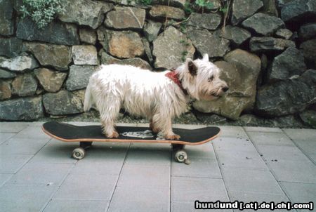West Highland White Terrier Hunde Foto 6206 West Highland White Terrier Das ist meine 2 jährige Westi Dame Lucy auf dem Skateboard