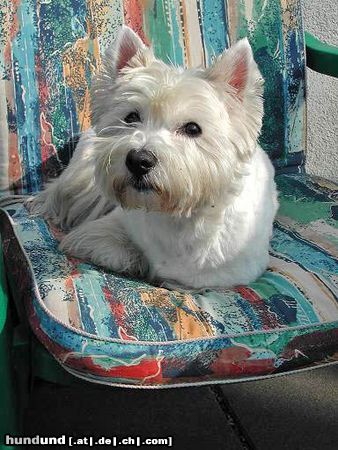 West Highland White Terrier Hunde Foto 10368 West Highland White Terrier unsre maus beim sonnen